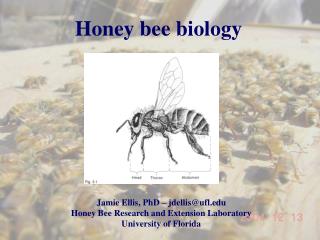 Honey bee biology