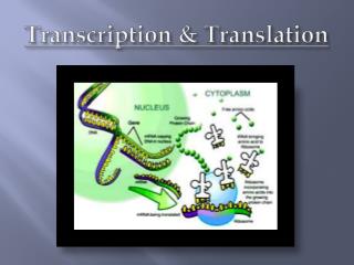 Transcription &amp; Translation