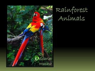 Rainforest Animals