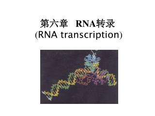 第六章 RNA 转录 ( RNA transcription )