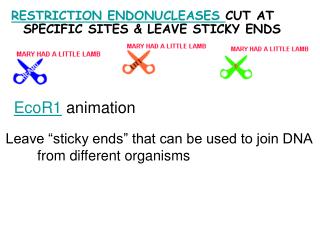 RESTRICTION ENDONUCLEASES CUT AT SPECIFIC SITES &amp; LEAVE STICKY ENDS