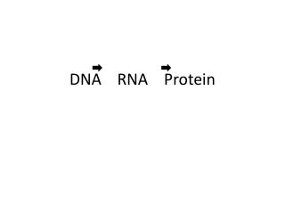 DNA RNA Protein