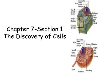 Chapter 7-Section 1 The Discovery of Cells