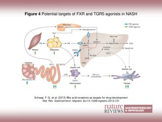 Figure 4 Potential targets of FXR and TGR5 agonists in NASH