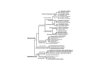 Ascomycota