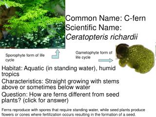 Common Name: C-fern Scientific Name: Ceratopteris richardii