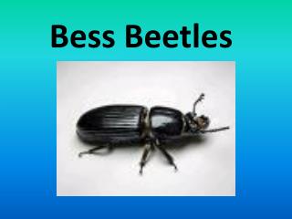 Bess Beetles