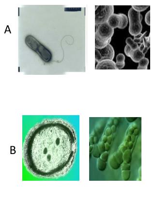 microbe sort images