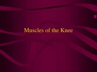 Muscles of the Knee