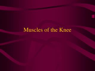 Muscles of the Knee