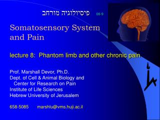 Somatosensory System and Pain