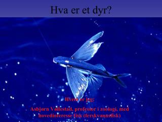 Hva er et dyr?