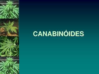 CANABINÓIDES
