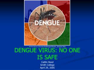 DENGUE VIRUS: NO ONE IS SAFE Caitlin Reed Smith College April 29, 2005