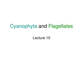 Cyanophyta and Flagellates
