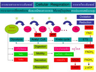 การสลายสารอาหารระดับเซลล์