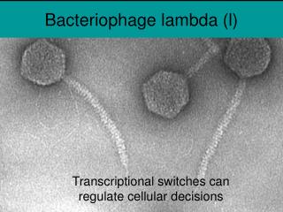 Bacteriophage lambda (l)