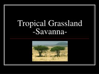 Tropical Grassland -Savanna-