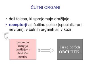 ČUTNI ORGANI