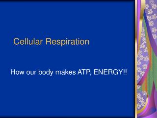 Cellular Respiration