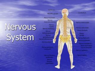 Nervous System