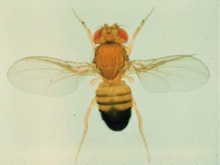 Drosophila melanogaster development