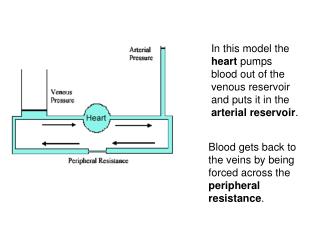 Blood gets back to the veins by being forced across the peripheral resistance .