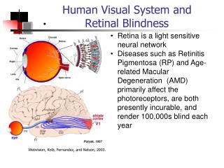 Human Visual System and Retinal Blindness