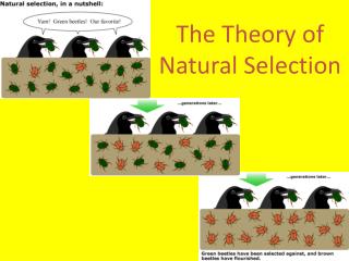 The Theory of Natural Selection