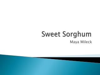 Sweet Sorghum