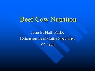 Beef Cow Nutrition