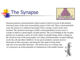 The Synapse