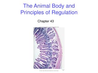 The Animal Body and Principles of Regulation