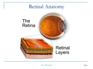 Retinal Anatomy