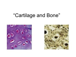 “Cartilage and Bone”