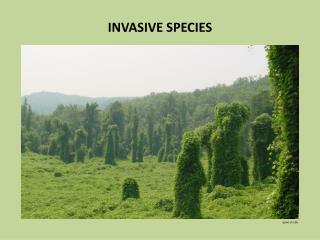 INVASIVE SPECIES