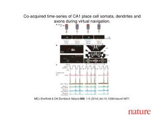 MEJ Sheffield &amp; DA Dombeck Nature 000 , 1-5 (2014) doi:10.1038/nature13871