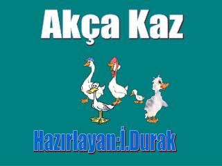 Akça Kaz