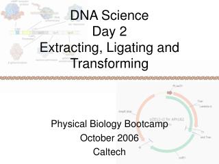 DNA Science Day 2 Extracting, Ligating and Transforming
