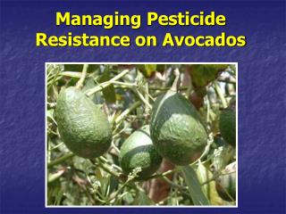 Managing Pesticide Resistance on Avocados