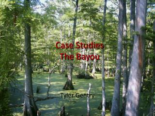 Case Studies The Bayou