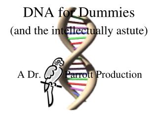 DNA for Dummies (and the intellectually astute)