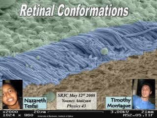 Retinal Conformations