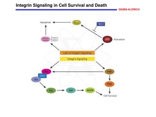Integrin Signaling in Cell Survival and Death