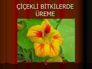 ÇİÇEKLİ BİTKİLERDE ÜREME