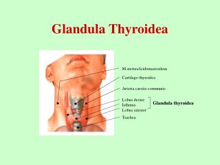 Glandula Thyroidea