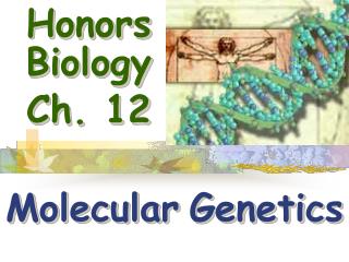 Honors Biology Ch. 12