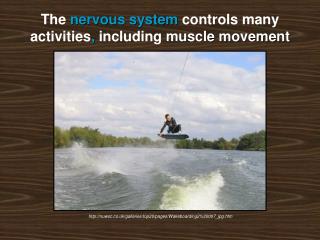 The nervous system controls many activities , including muscle movement