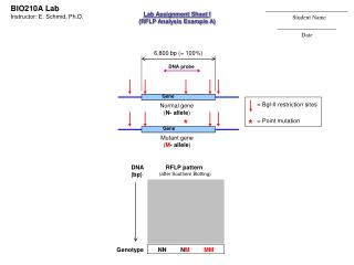 Normal gene ( N- allele )