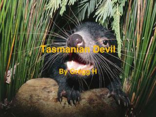 Tasmanian Devil